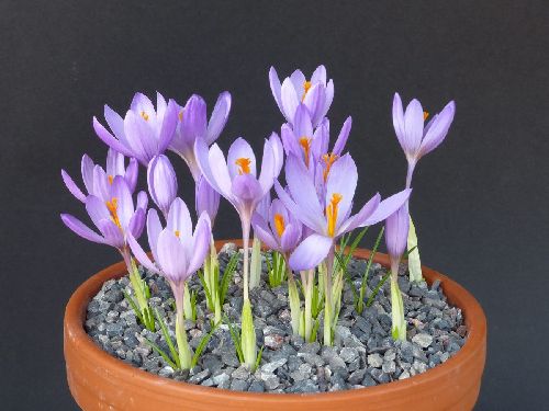 Crocus serotinus clusii